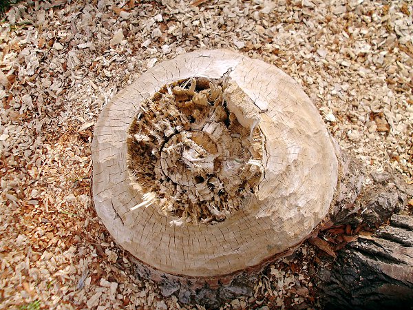 Омск. Следы деятельности бобров на Зеленом острове. - 4