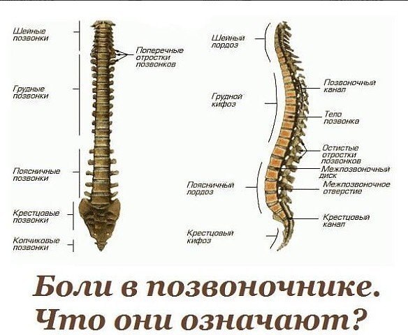 Жалобы при болях отдельных позвоночников и что это означает.Первый шейный позвонок (С 1, атлант): ...