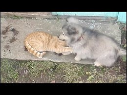 Кот играет с щенком