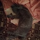 ���� ��������, ������, 39 ��� - ��������� 31 ������� 2018 � ������ ���� ����������