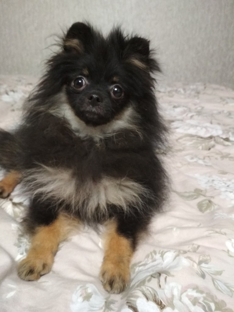 Шпиц 3 5 месяца. Шпиц 3д. Шпиц 3 5 месяца. 5 месяца. Шпиц 1 месяц фото.