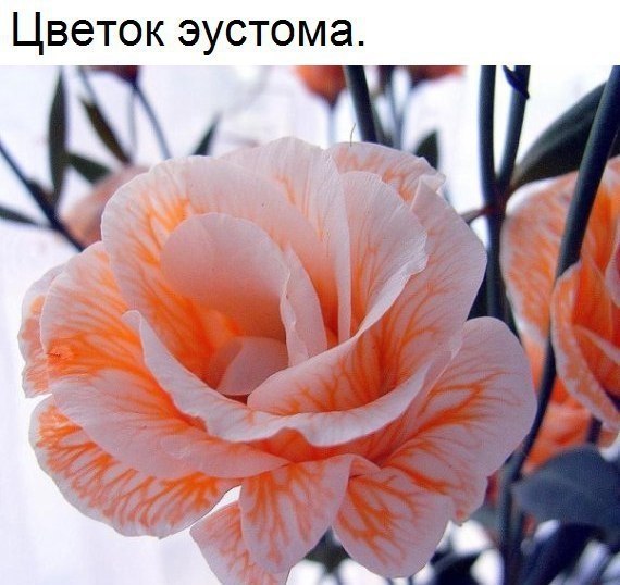  - 16  2018  02:51