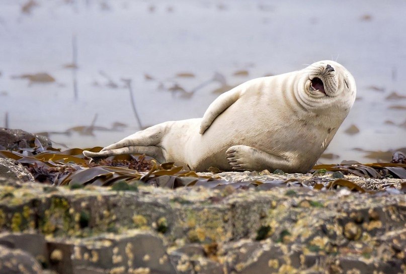   Comedy Wildlife Photography Award - 10