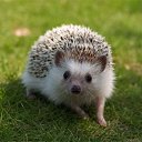 ���� �������, ������, 42 ���� - ��������� 16 ������� 2018 � ������ ���� ����������