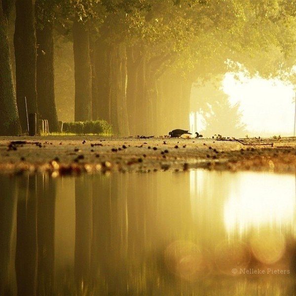 Тишина - единственный простор, где дух расправляет крылья. - 4