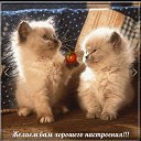 ���� Ahmed, ������, 49 ��� - ��������� 15 ������� 2018 � ������ ���� ����������