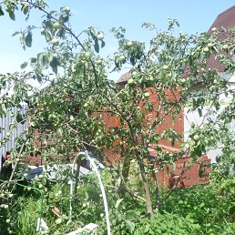 ���������, ������, 85 ���