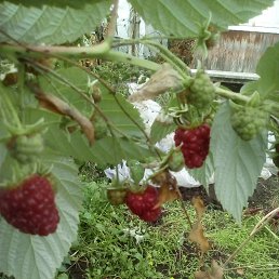 ���� �����, ������ - ��������� 10 ������� 2018