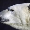 ���� ���������, �������, 52 ���� - ��������� 7 ������ 2018 � ������ ���� ����������