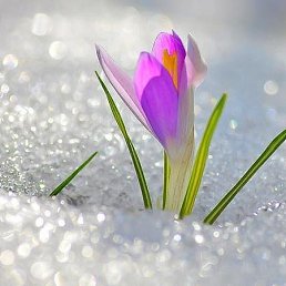 ����, ������ ��������