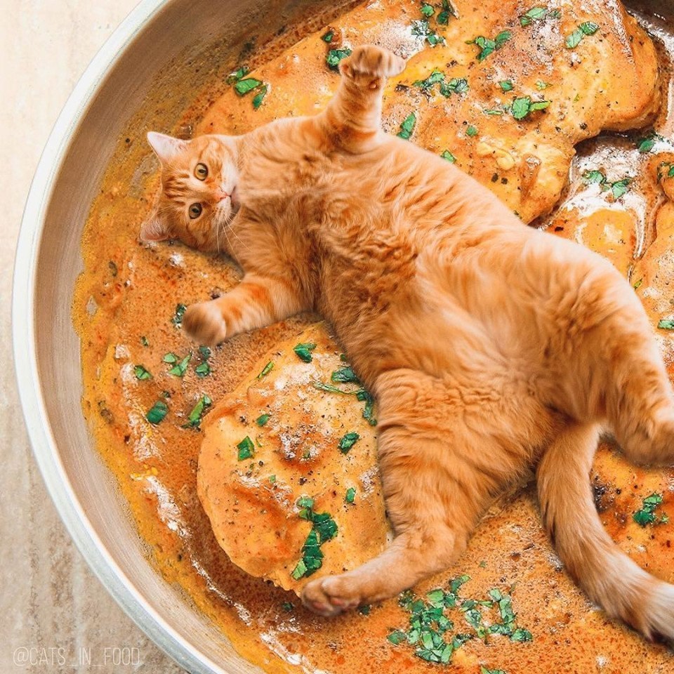      .: cats_in_food (instagram)#@bon - 3