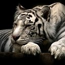 ���� ��� ���������, ������, 41 ��� - ��������� 7 ������� 2018 � ������ ���� ����������