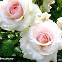 ���� �����, ������ - ��������� 22 ������ 2019 � ������ ������