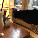 Cat cafe   Vilnus