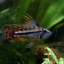 Apistogramma cacatuoides   