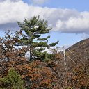 ���� Igor, ��� ����, 62 ���� - ��������� 7 ������ 2018 � ������ �Bear Mountain�
