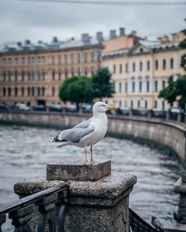 Добро питер