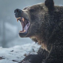 �����������., ���������, 55 ���