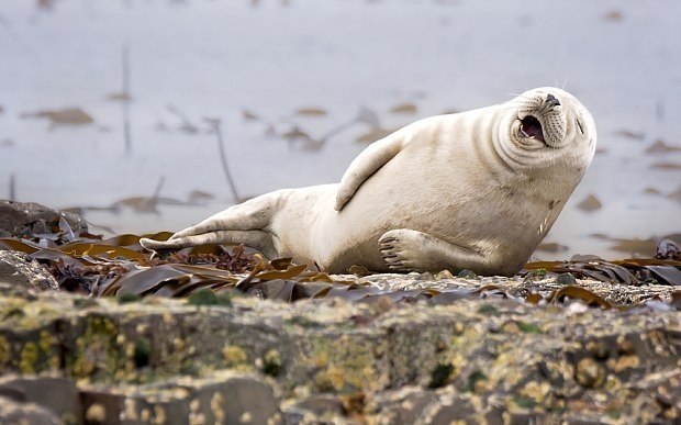  Comedy Wildlife Photography Awards    oo o. - 7