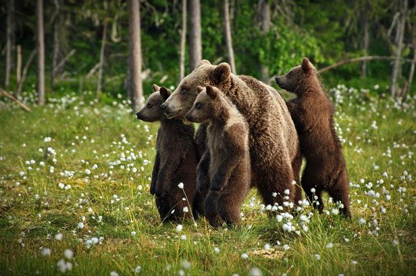 Медвежьи истории - 2.© Александр Перов#дикие_знакомые#дикие_животные#медведи# ...