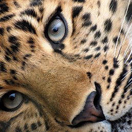 ��������, ���������, 56 ���