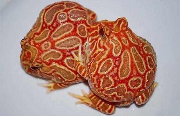 - - (Strawberry pineapple pacman frog.)