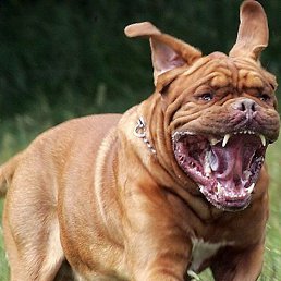 ��������� :), �����������, 43 ����