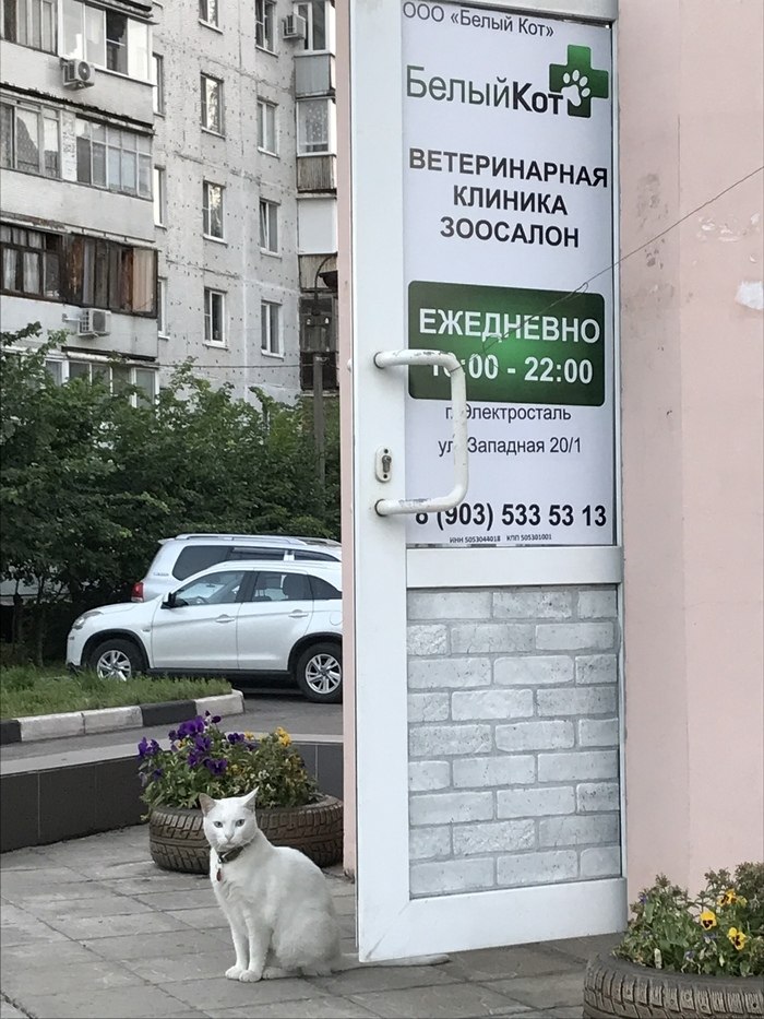 Электросталь белый кот