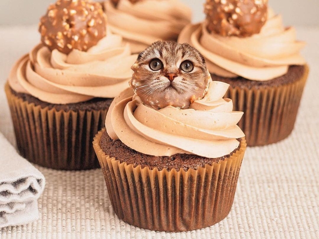     .: cats_in_food (instagram)#@bon