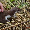  Black Ice (Goldberg), , 46  -  3  2019    