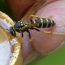 ���� Velvad, ���� - ��������� 12 �������� 2018 � ������ �VELVAD. WASP HAVE DINNER�