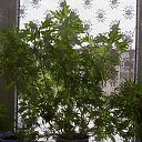 ���� �����, �����, 62 ���� - ��������� 1 ������� 2019 � ������ ������ ��������