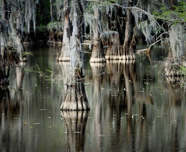   (Caddo lake)     ,     (),  ... - 4