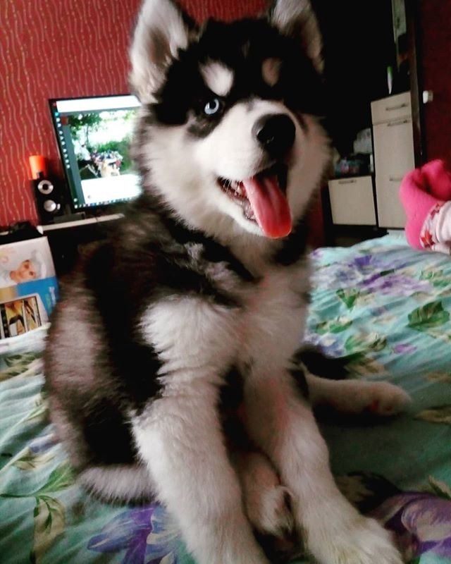 #husky#puppy#cute