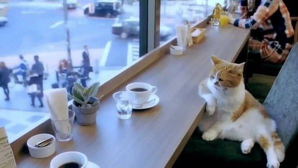 Кошка заходит в кафе, заказывает кофе и пирожное. Официант стоит с открытым ртом. Кошка: — Что? — ...