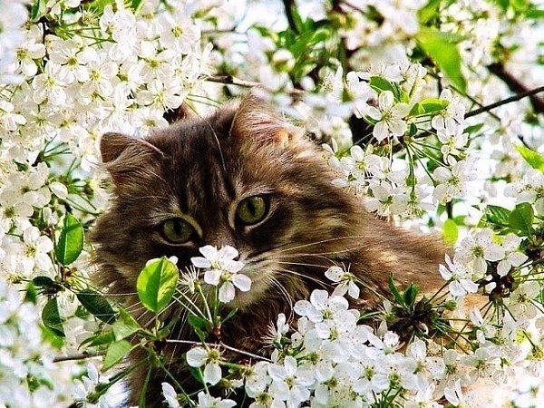 Кроме того, что сегодня первый день весны! Сегодня еще и день кошек! Всем любви и счастья