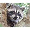 ���� Moonlight, ��������� - ��������� 7 ������� 2018 � ������ ������ ��������