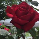 ���� �����, ��������, 58 ��� - ��������� 22 ������� 2018 � ������ ���� ����������