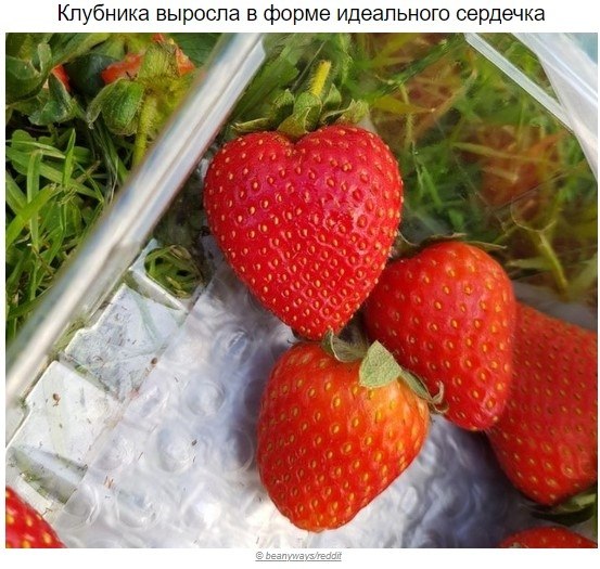 Фото, которые успокоят ваши нервы лучше ромашкового чая - 2