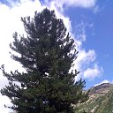  , , 46  -  20  2018     "" ( 2018)