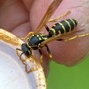 ���� Velvad, ���� - ��������� 12 �������� 2018 � ������ �VELVAD. WASP HAVE DINNER�