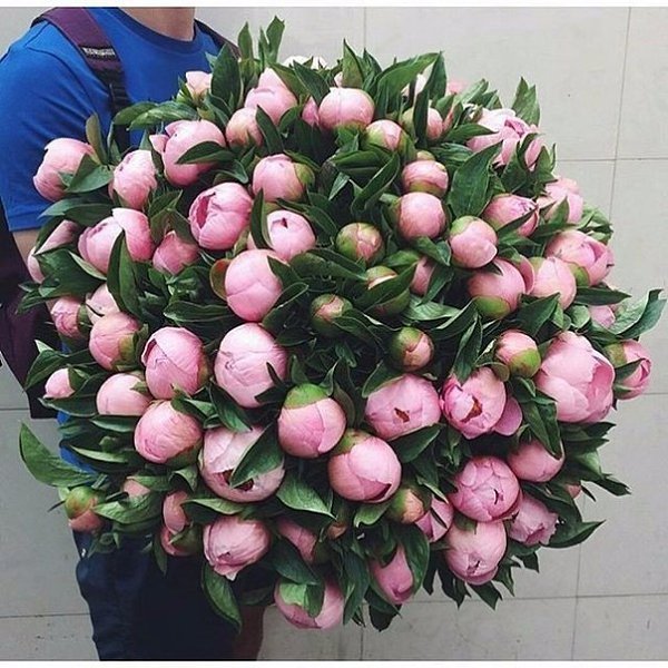 Пионы - самые красивые и нежные цветы - 5