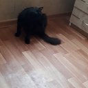 ���� ������, �����������, 36 ��� - ��������� 18 ������� 2018 � ������ ���� ����������
