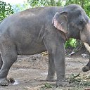 ���� Aru, �������� - ��������� 16 ������� 2018 � ������ �GURUVAYUR, KERALA, INDIA�