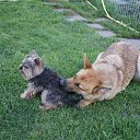  Jiurij, , 62  -  16  2018    