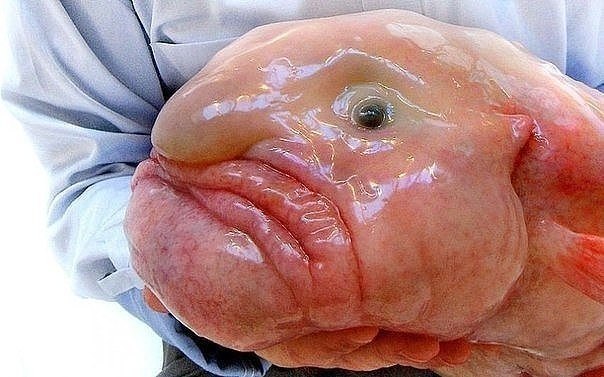 - (Blobfish)   ,        . ...