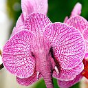 ������ ... �� ������� ���� ����������