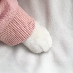 ���� Cainvelasquez, �����������, 32 ���� - ��������� 3 ������� 2018