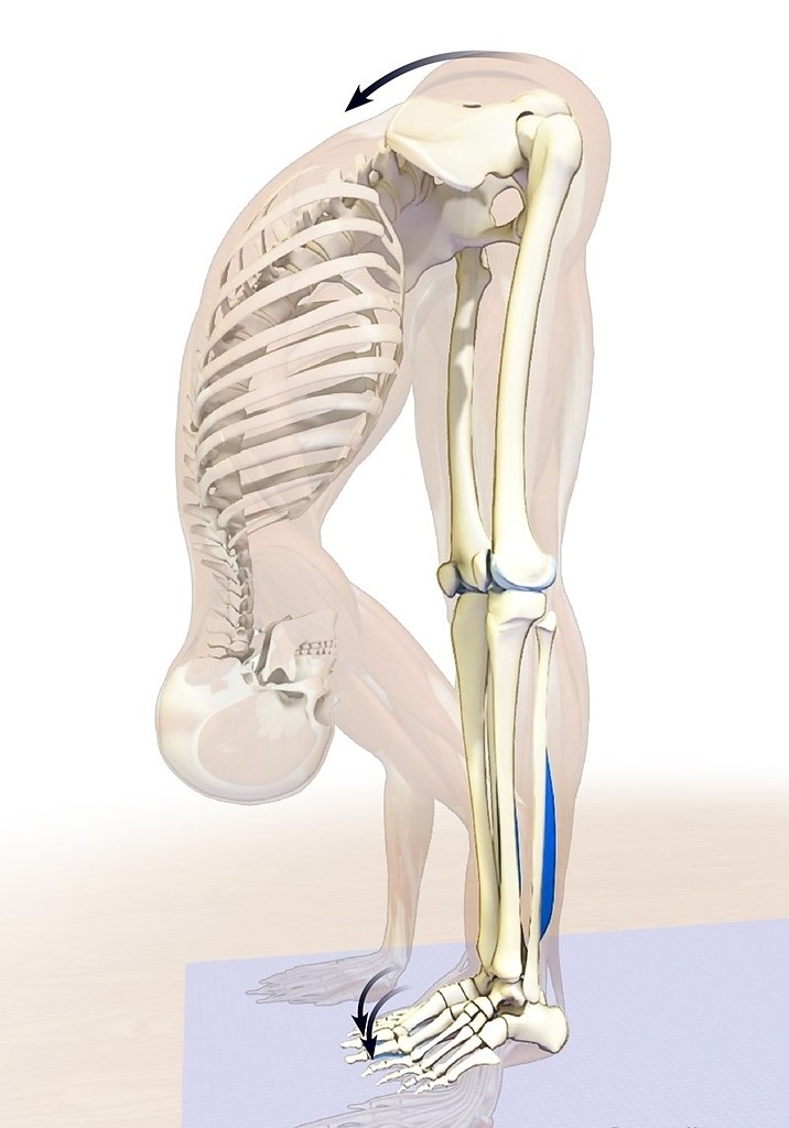   ?  !   (the psoas muscle)      ...