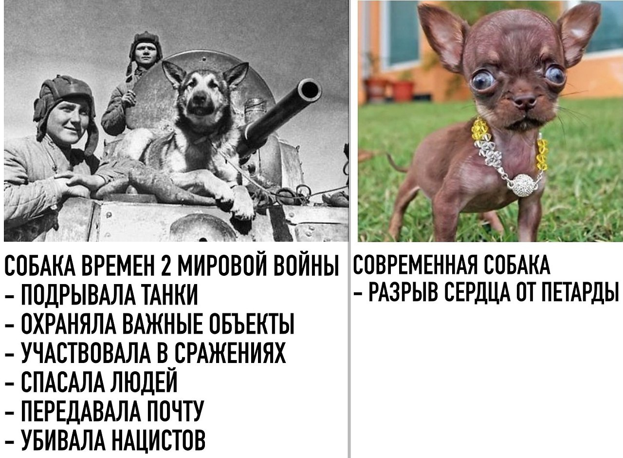 Собаки раньше и сейчас мем Чёткие приколы - 4 октября 2018 в 16:23